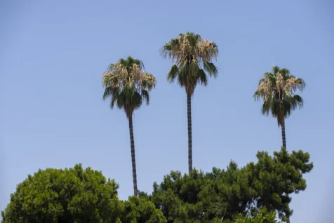 Three palm trees and blue sky in Antalya, Turkey, 2023.