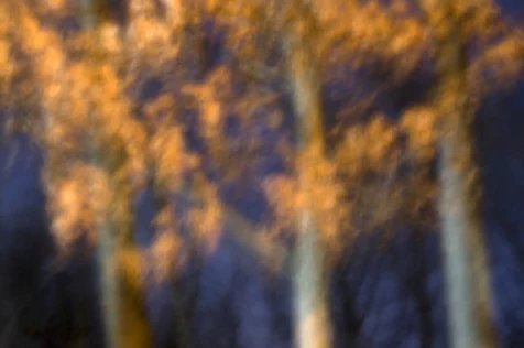 Long exposure of three trees illuminated by streetlights at night, 2016.