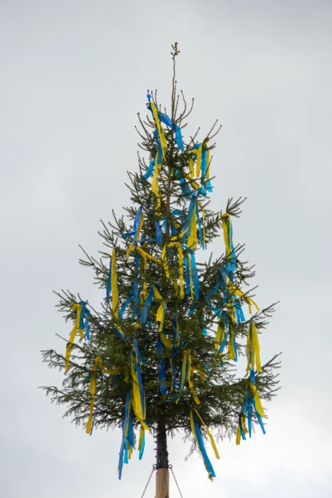 A pine tree adorned with yellow and blue in support of Ukraine in Blaubeuren, Germany, 2023.