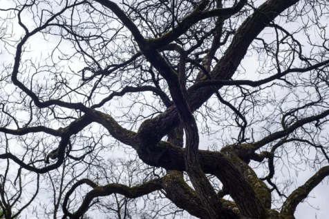 A unique tree at a park on a cloudy day in Ulm, Germany, 2023.