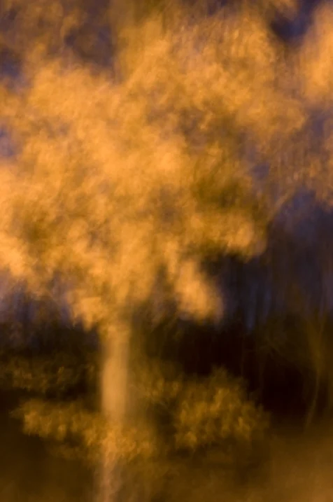 A tree illuminated by streetlights at night, 2016.