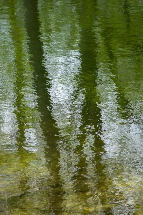 Trees reflected in a pond at a park in Ulm, Germany, 2023.