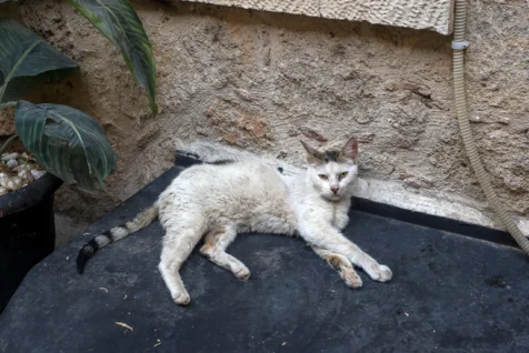 A white cat resting in Old Town, Antalya, Turkey, 2024.