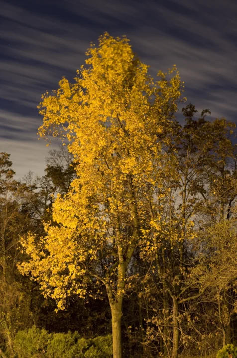 Long exposure of yellow-leaved tree illuminated by streetlight at night in Valley Cottage, New York, 2015.