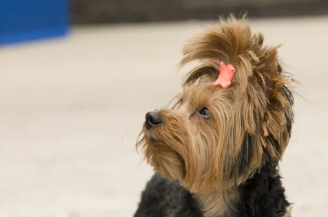 A Yorkshire Terrier named Mynka looks up at her human.
