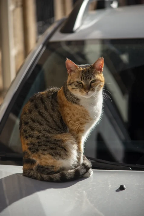A calico cat sits on a car in Old Town, Antalya, Turkey, 2024.