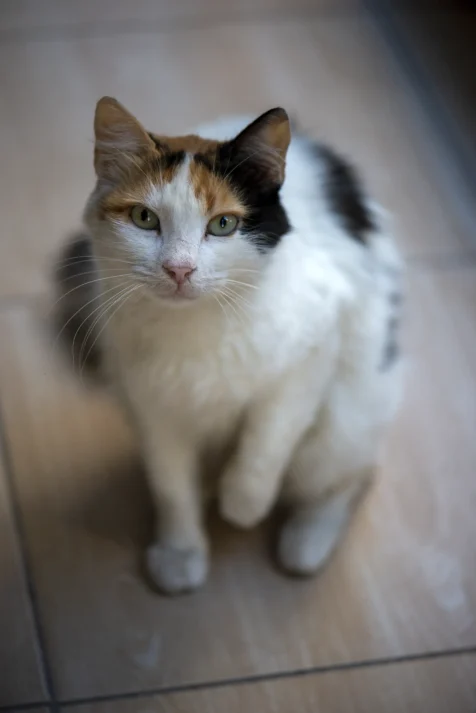 A cat looks up at me in Antalya, Turkey, 2024.