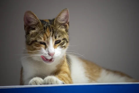 A cat licks his lips after opening up and devouring a package of cat food in Antalya, Turkey, 2024.