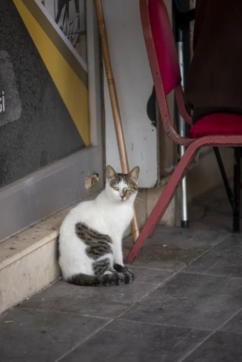 A cat sits near a building in Antalya, Turkey, 2024.
