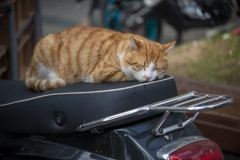 A cat sleeps on a scooter in Antalya, Turkey, 2024.