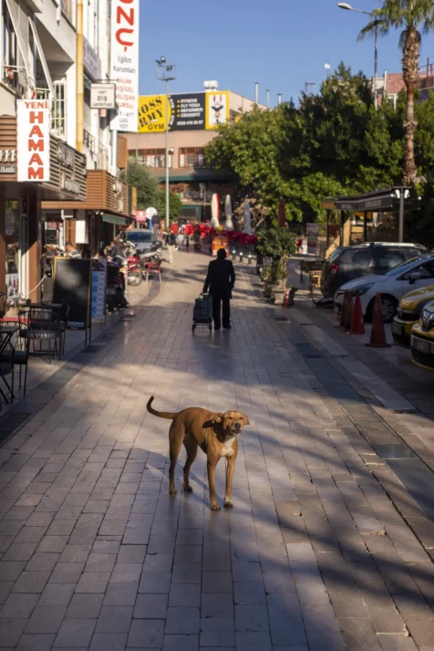 A dog barks on the sidewalk in Antalya, Turkey, 2024.