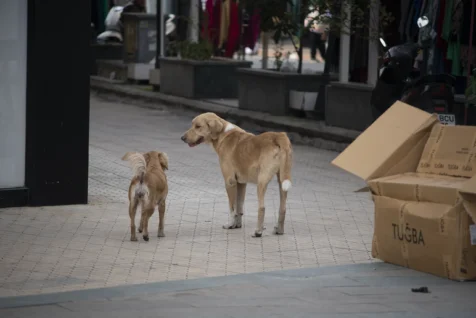 A pair of dogs in downtown Antalya, Turkey, 2024.