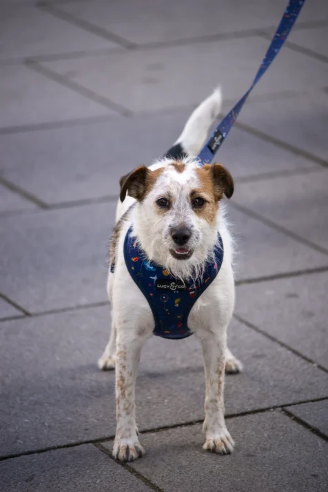 Łatka (Patches) the traveling dog in Vienna, Austria, 2023,