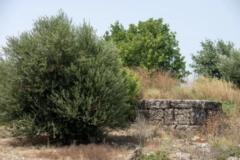 Rock wall and plants in Aspendos, Turkey, 2024.