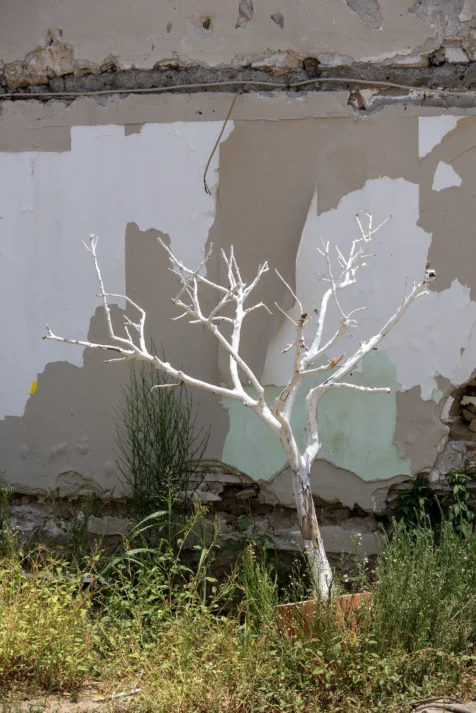 A white potted tree and building exterior in Side, Turkey, 2024.