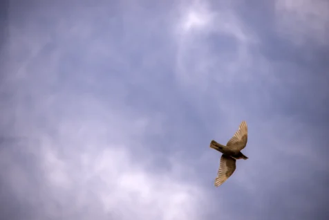 A pigeon in flight, Prague, Czech Republic.